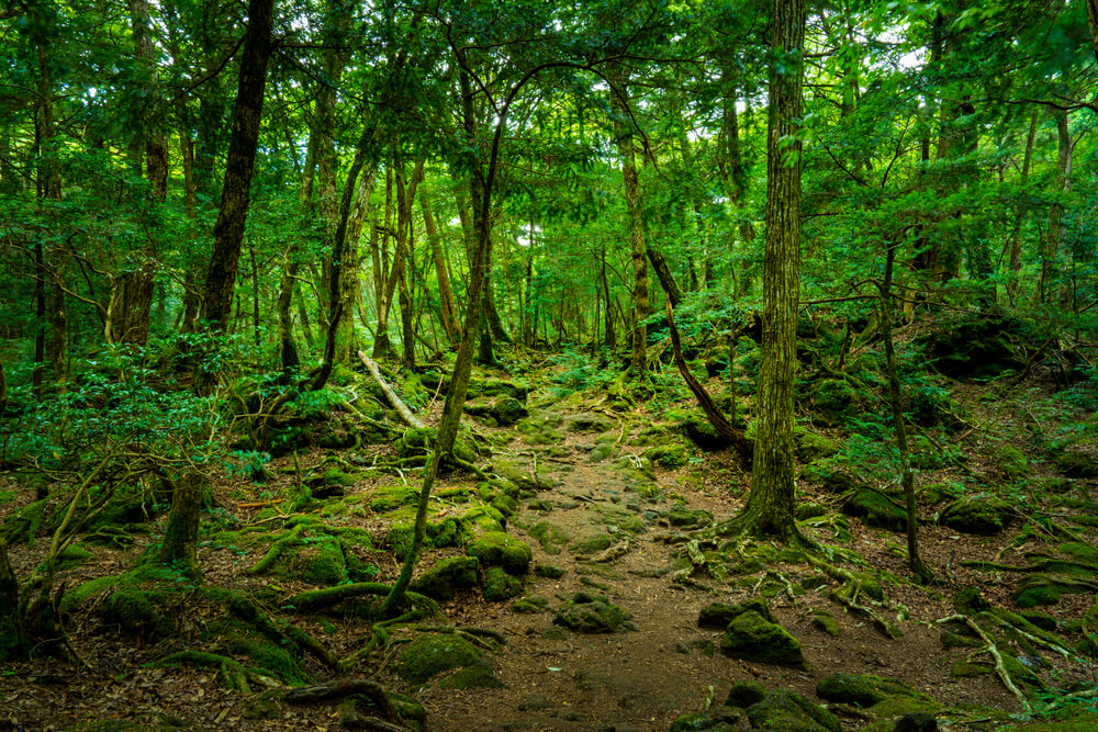 Sights & Nature Exploration: Aokigahara Sea of Trees - Discovering the Landscape of the Most Famous Suicide Forest in Japan on Online Open Campus