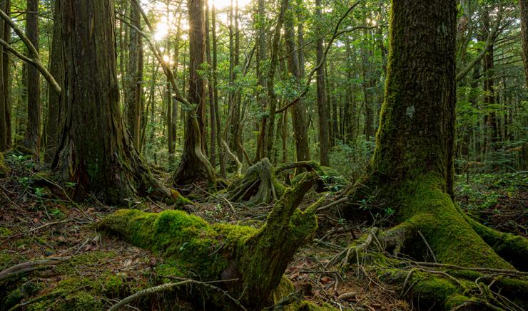 Sights & Nature Discovery: Aokigahara - Exploring the Most Famous Suicide Forest in Japan on Online Open Campus